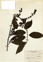 藏品(通條樹)的圖片